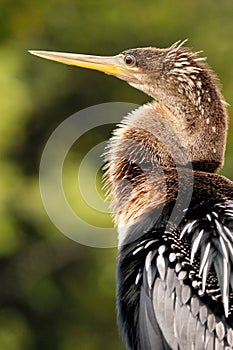 Portrait of female Anhinga