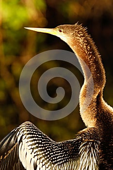 Portrait of female Anhinga