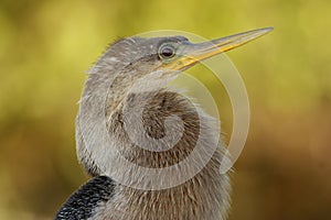 Portrait of female Anhinga