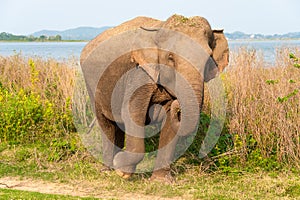 Portrait of a female Asian Elephant Elephas maximus, Minneriya National Park, Sri Lanka