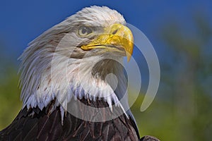 Portrait of a female Bald Eagle, Haliaeetus leucocephalus, a symbol of the United States of America