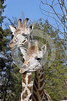 Portrait female Baringo Giraffe, Giraffa camelopardalis Rothschild