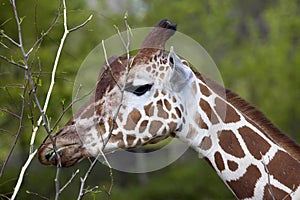 Portrait female Baringo Giraffe, Giraffa camelopardalis Rothschild