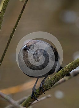 Portrait of female brewer`s blackbird