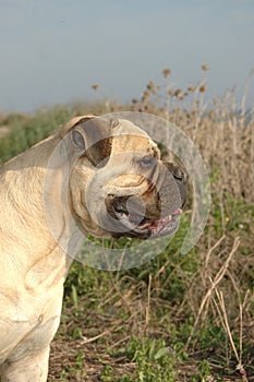 Portrait Female bullmastiff  color red dog pure breed near to the sea