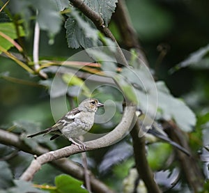 Retrato una mujer pinzón pájaro sobre el rama en un árbol 