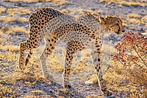 A portrait of a female cheetah ( Acinonyx Jubatus) walking in the golden light of dusk, Onguma Game Reserve, Namibia.