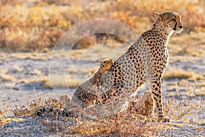 A portrait of a female cheetah with her cubs sitting in spectacular light, Onguma Game Reserve, Namibia.
