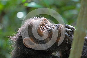Portrait of female chimpanzee