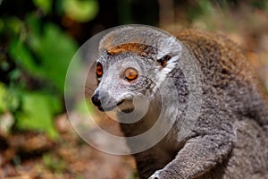Portrait of female crowned lemur, Eulemur coronatus