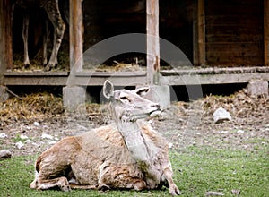Portrait of  female deer lying on ground. Animal theme
