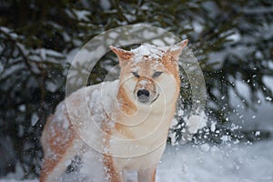 Portrait of a female dog of the breed of Shiba Inu