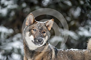 Portrait of a female dog of the Japanese shikoku breed