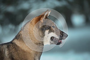 Portrait of a female dog of the Japanese shikoku breed