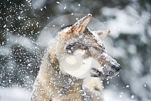 Portrait of a female dog of the Japanese shikoku breed