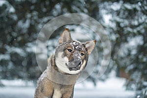 Portrait of a female dog of the Japanese shikoku breed