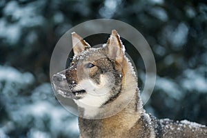 Portrait of a female dog of the Japanese shikoku breed