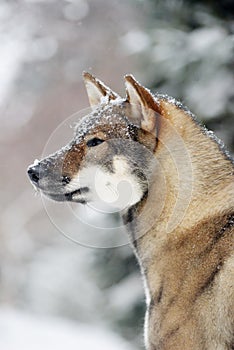 Portrait of a female dog of the Japanese shikoku breed