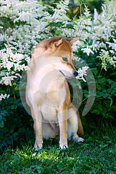 Portrait of a female dog of the Siba Inu breed