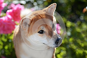 Portrait of a female dog of the Siba Inu breed