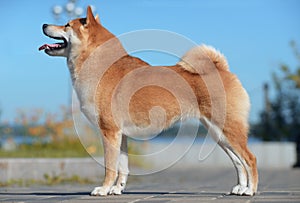 Portrait of a female dog of the Siba Inu breed