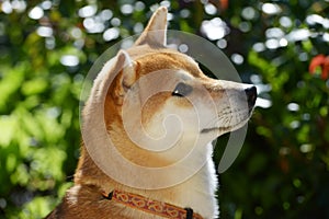 Portrait of a female dog of the Siba Inu breed