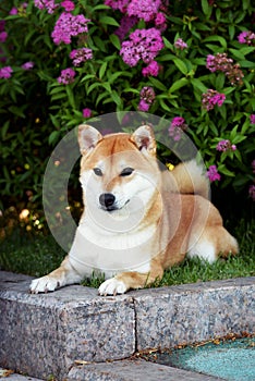 Portrait of a female dog of the Siba Inu breed