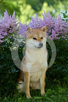 Portrait of a female dog of the Siba Inu breed