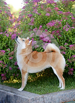 Portrait of a female dog of the Siba Inu breed