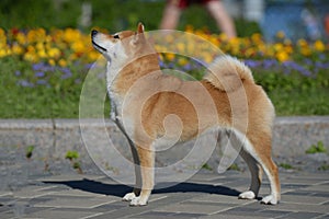 Portrait of a female dog of the Siba Inu breed