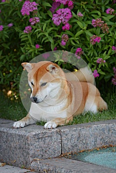 Portrait of a female dog of the Siba Inu breed