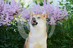 Portrait of a female dog of the Siba Inu breed