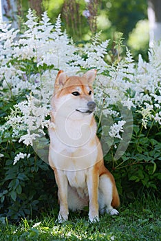 Portrait of a female dog of the Siba Inu breed