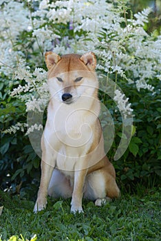 Portrait of a female dog of the Siba Inu breed