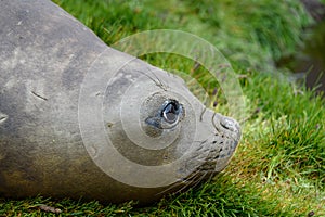 Portrait of a female elephant laying on grass, with big eyes and a snotty nose, Grytviken, Antarctica