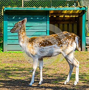 Portrait of a female european fallow deer with summer coat, popular zoo animal specie