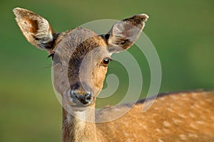.Portrait of a female fallow deer Dama dama