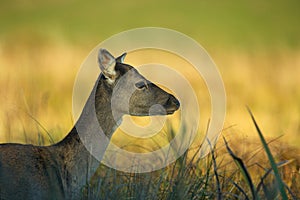 Portrait of female Fallow Deer Dama dama