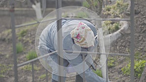 Portrait of female farmer covering tree trunk with whitewash. Focused young Caucasian woman whitening plant. Concept of