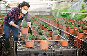 Portrait of female farmer in protective mask engaged in cultivation of plants