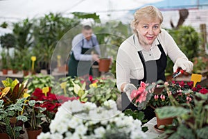 Portrait of female gardener with secateur who is taking care of flowers