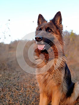 Portrait of female german shepherd sitting on grass in the forest. Aggressive, active or alert dog.