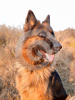 Portrait of female german shepherd sitting on grass in the forest. Aggressive, active or alert dog.