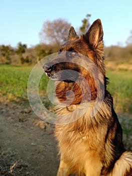 Portrait of female german shepherd sitting on grass in the forest. Aggressive, active or alert dog.