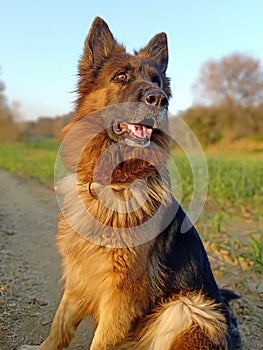 Portrait of female german shepherd sitting on grass in the forest. Aggressive, active or alert dog.