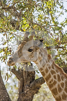 Portrait of a female giraffe in Kruger Park, South Africa