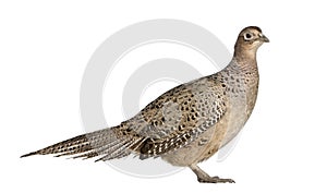 Portrait of Female Golden Pheasant or `Chinese Pheasant `, Chrysolophus pictus