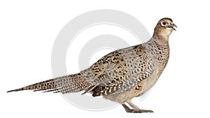 Portrait of Female Golden Pheasant or `Chinese Pheasant `, Chrysolophus pictus