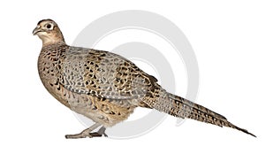 Portrait of Female Golden Pheasant or `Chinese Pheasant `, Chrysolophus pictus