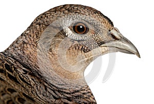 Portrait of Female Golden Pheasant or `Chinese Pheasant `, Chrysolophus pictus